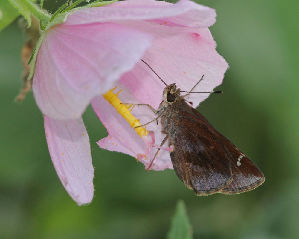 seashore_mallow2
